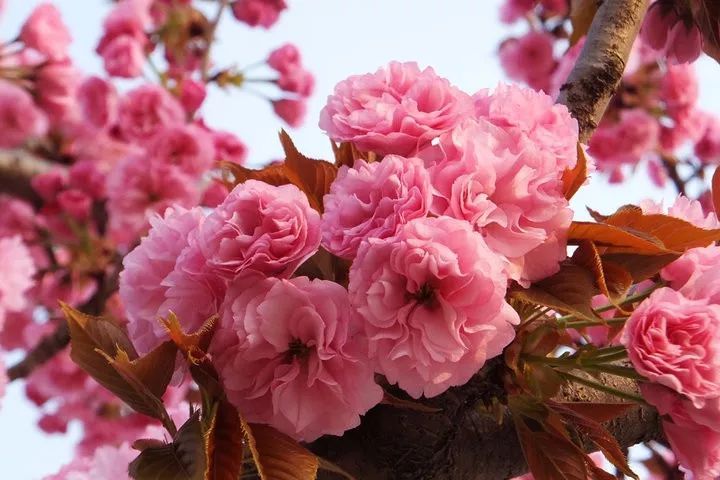 像台湾牡丹樱花色大红,喜庆祥和