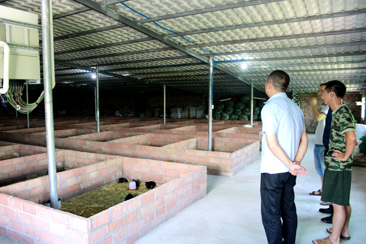 江西兴国县下渡村:小小黑豚鼠 闯出新路子_养殖