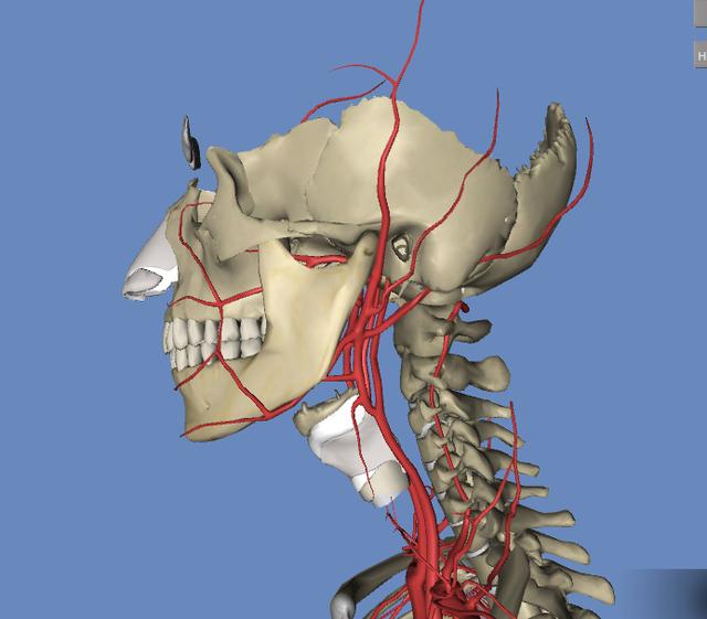 人体3d解剖构造图