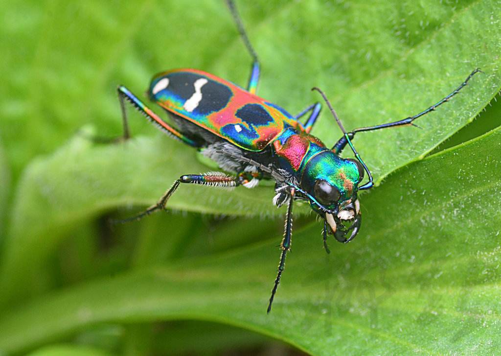 潍坊砺智小橘灯作文推荐:虎甲