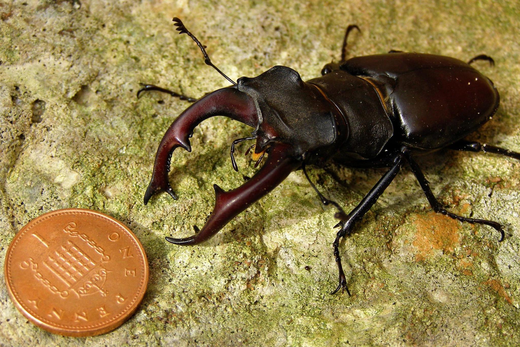 世界上最稀有的虫子图片