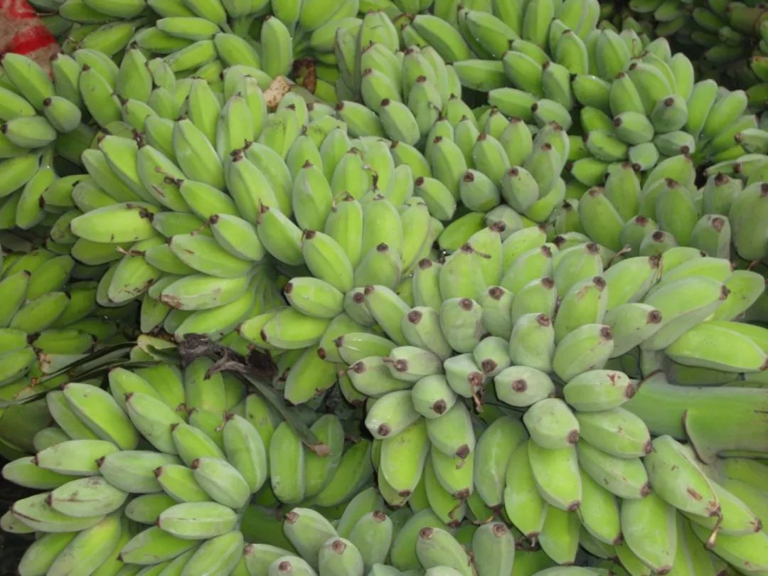 鸡09麻虾08青蟹07一点红番薯06同兴水瓜05番木瓜04番石榴03万顷沙香蕉