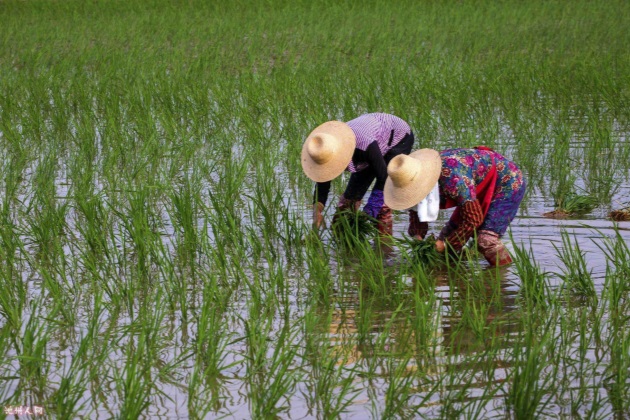 农忙时节要下田,一只蚂蟥腿上爬,童年"大仇"如何得报?