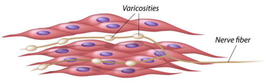这样运动不仅造成横纹肌溶解还伤肾1000个深蹲引发的惨案