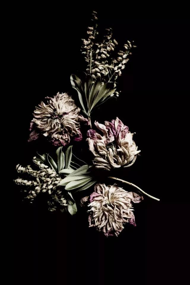 原来凋谢不是终结(凋谢枯萎什么意思),枯萎,是另一种重生的方式,是另