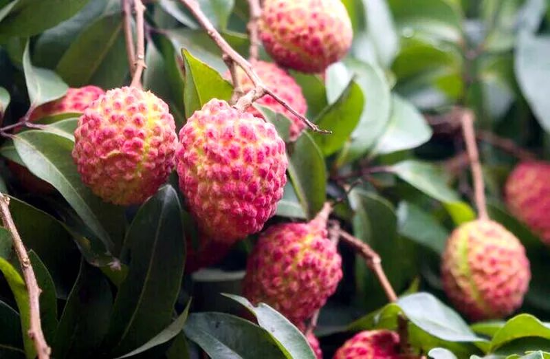 荔枝增城醒目的城市名片