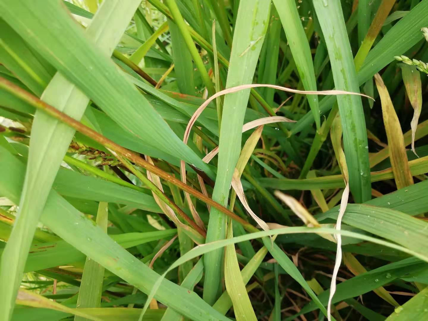 水稻叶鞘腐败病用什么药效果好?参考稻瘟病用药,重在破口前预防_防治