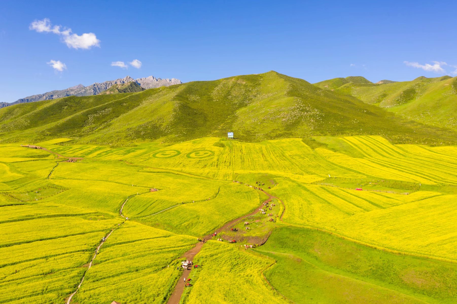 张掖民乐县扁都口油菜花祁连山脚下一抹金黄