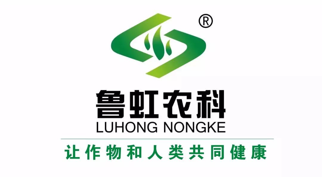 高温酷暑天,幼苗徒长咋控?