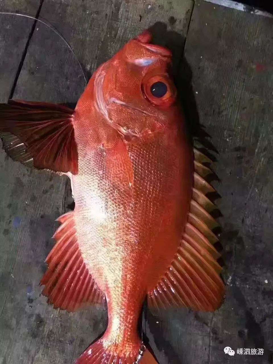 东海海鱼大全东海经常能捕到的食用鱼你都认识吗