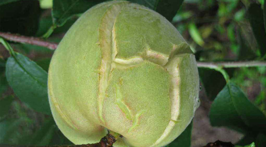 桃子生长后期出现裂果原因是什么该怎么防治