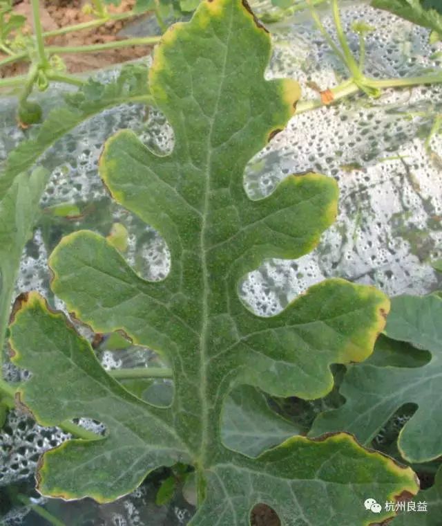 西瓜种植全程病虫害防治技术方案尽在此篇