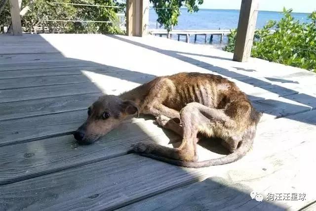 狗狗流落荒岛靠着鱼干和雨水生存被救时瘦得只剩皮包骨
