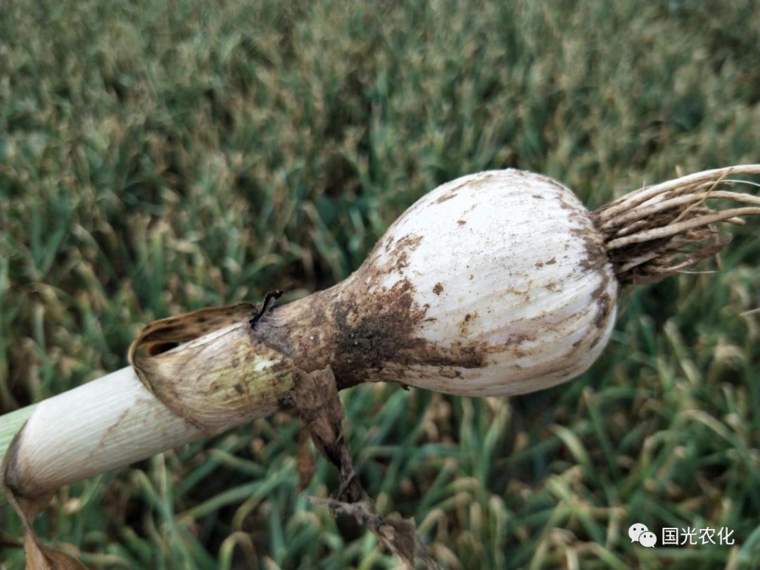 技术所谓的面包蒜是如何形成的