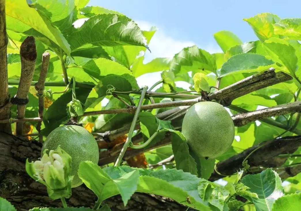 百香果的種植技術與管理_土壤