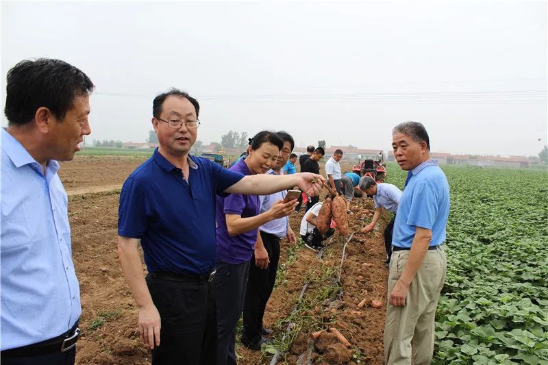 省农业技术推广总站到怀仁镇考察指导地瓜产业发展情况