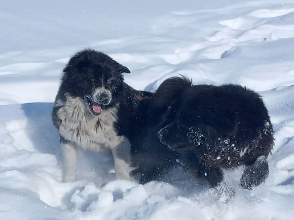 夕阳武士濒临灭绝的新疆土狗哈萨克牧羊犬