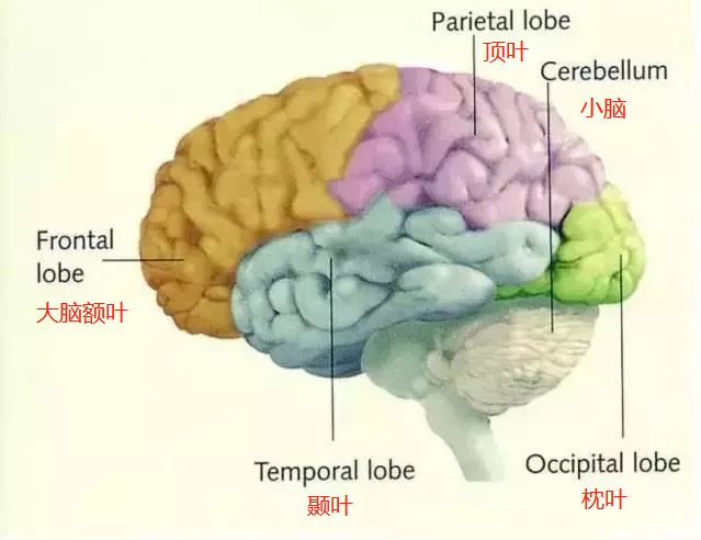 加州大学脑科学家:如何让孩子的大脑朝着良性方向发展?