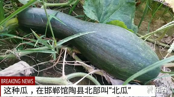 这种瓜在河北邯郸馆陶县北部叫北瓜