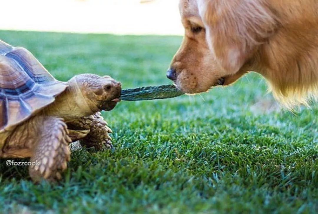 主人欲养大王八,金毛一脸不悦:这玩意怎么相处?