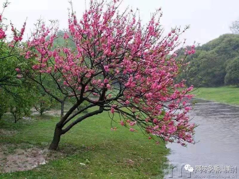 67白三宝|与桃花有约_桃树