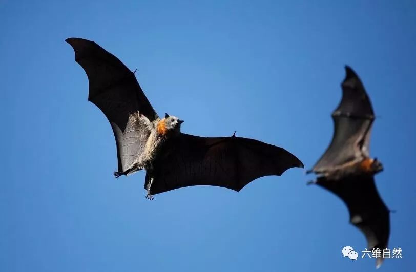 世界最大蝙蝠两翼长达15米遭多个国家扑杀加速狐蝠消亡