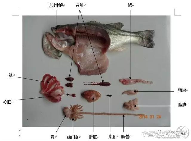 加州鲈鱼属于鲈形目,鲈形目包括海鲈,生鱼等是诺卡氏菌感染率较高的