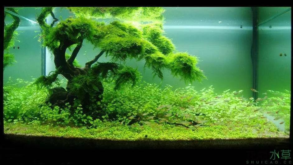 先看看一棵树的造景