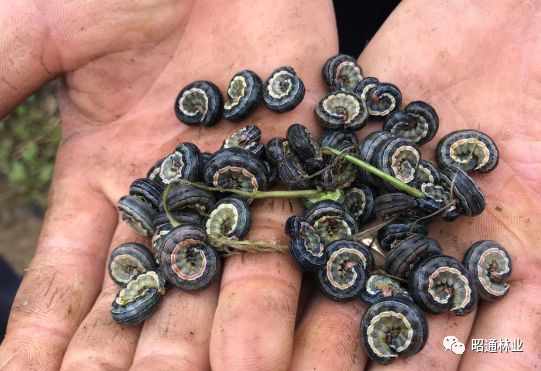 草地粘虫泛滥,永善县林草局积极组织开展防治工作