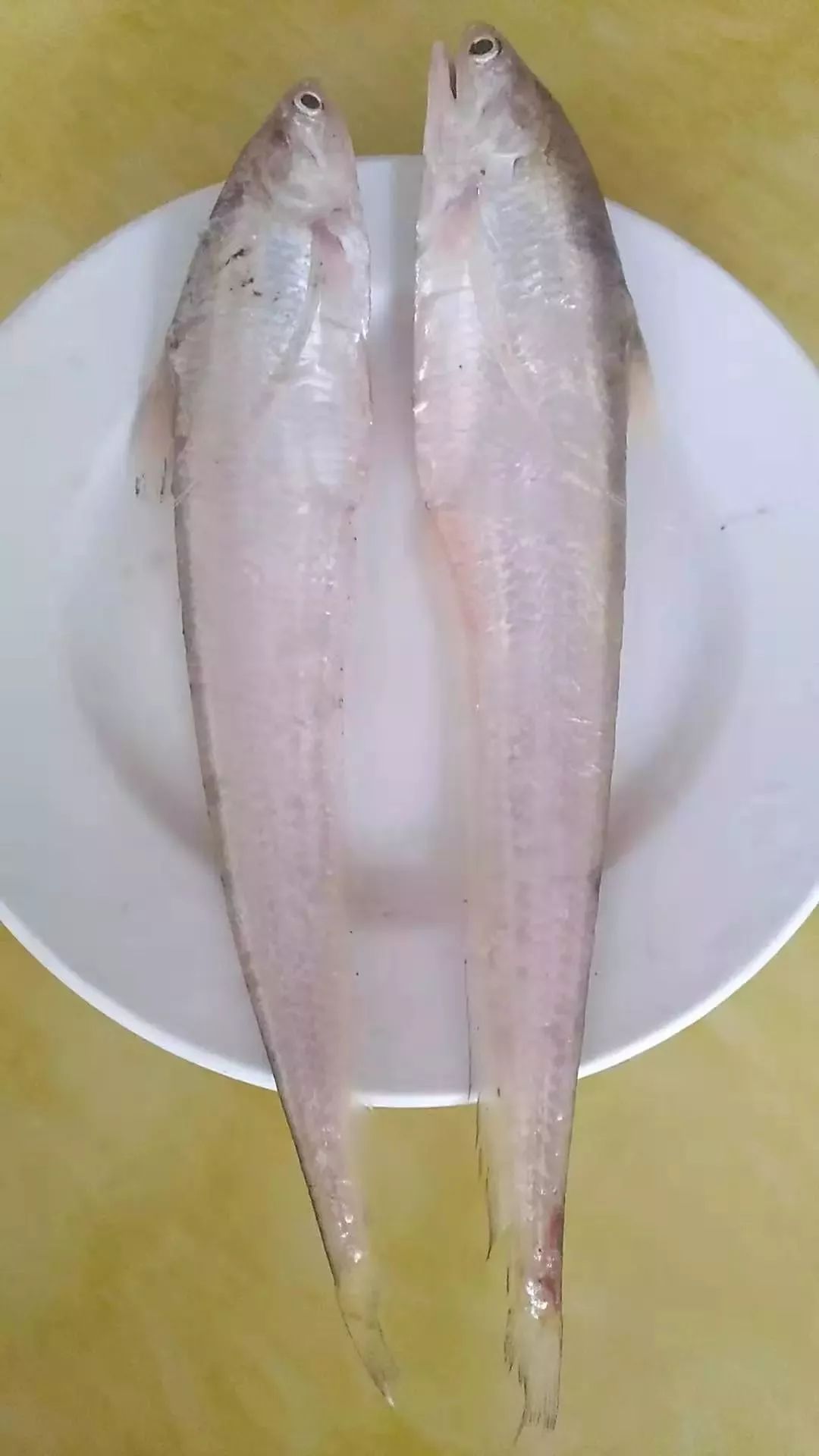 头条今天有人在栟茶运河捕获到两条野生刀鱼这个厉害啦