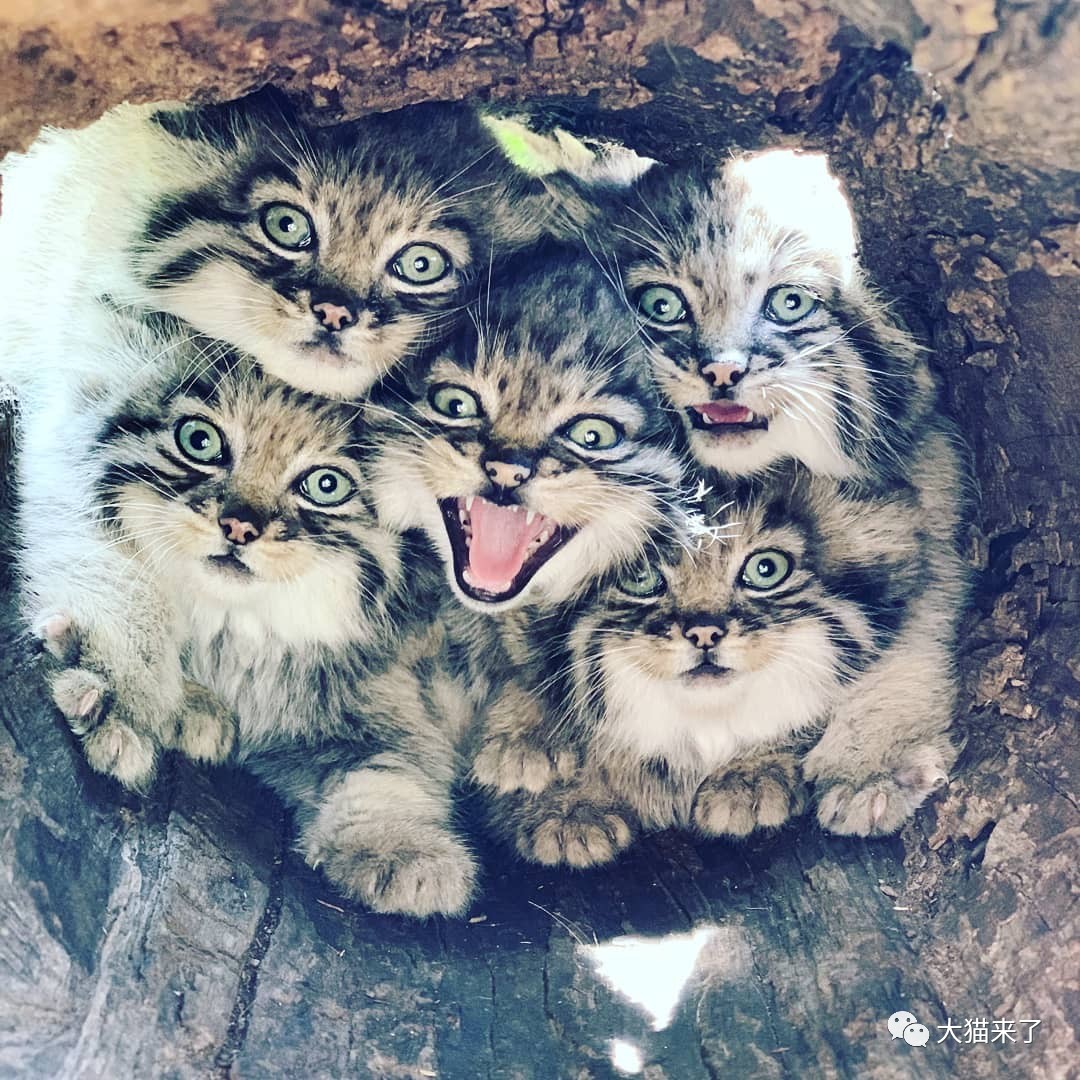 兔狲5胞胎的蠢萌日常:"毛球儿"滚滚而来,合体贡献搞怪表情包_动物园