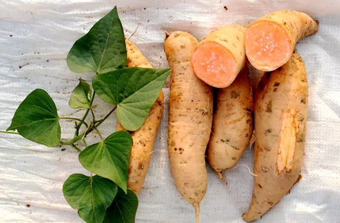 适宜推广区域:我国南方薯区水旱田都适宜种植.