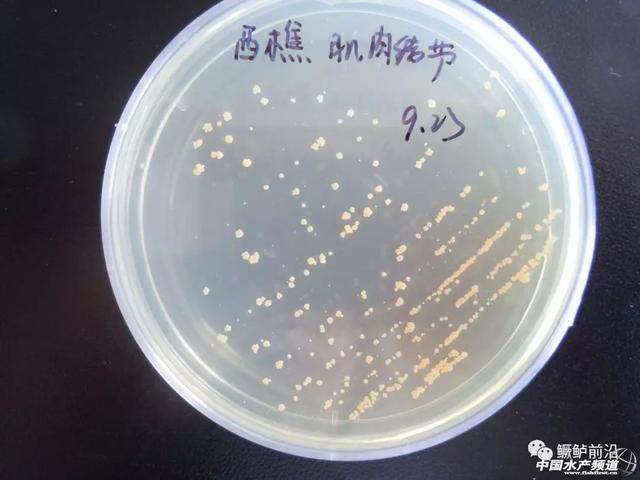 在普通培養基上面分離諾卡氏菌,常溫條件下(25-28℃)需要10天以上