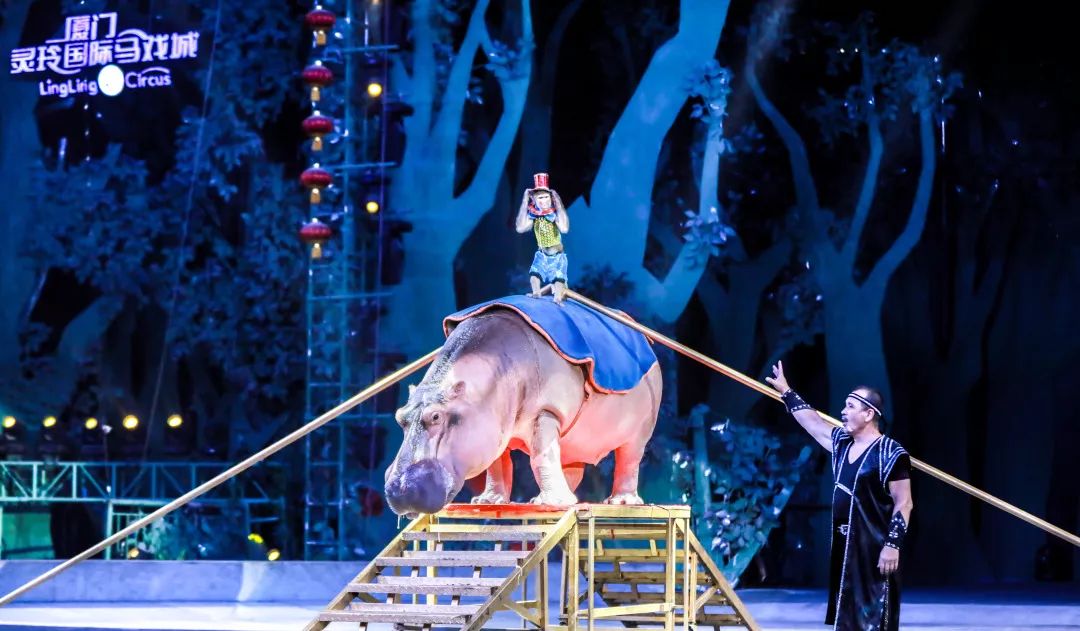 犬献艺秀十八般武艺多才多艺的萌宠汪星人可爱的萌犬圈粉无数迷妹钻圈