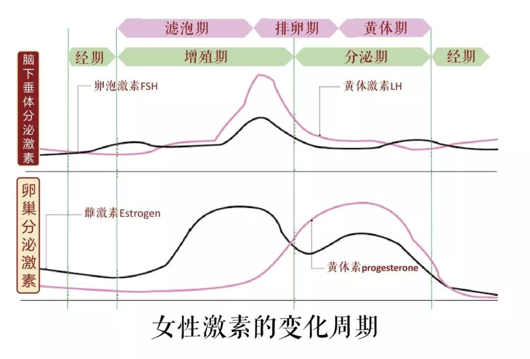 問止中醫大腦百科雌激素週期變化古羅馬的神力女超人