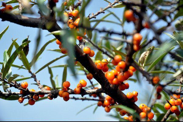 沙棘油用途有哪些,你知道吗?