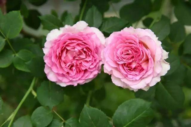 每日一花罗衣月季花朵带着粉紫色波浪边