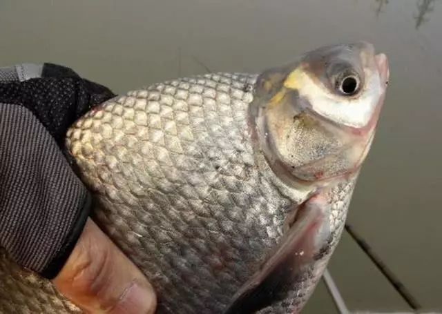 肉质细嫩鲜美的鱼中上品鳊鱼,该如何垂钓?