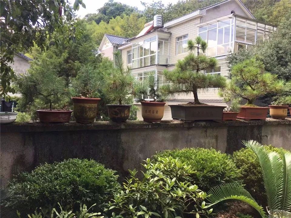 一周播一院汪定雪绿化家园让生活更美好