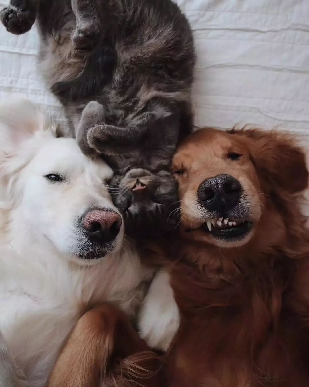 请不要点开,否则你会被这两只金毛羡慕哭!_kiko