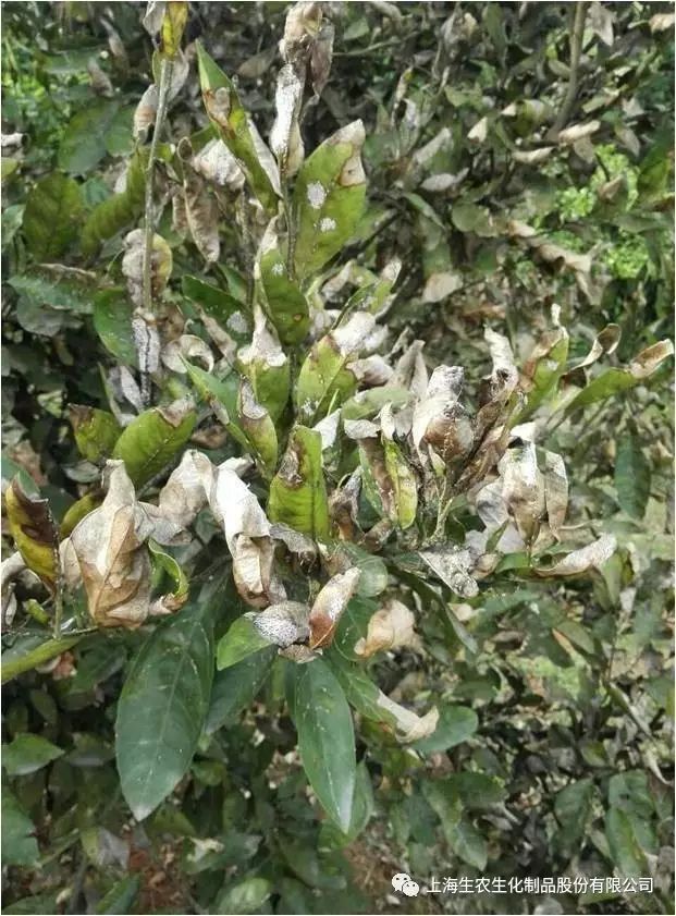 吡丙醚防治柑橘介壳虫湖北宜昌篇