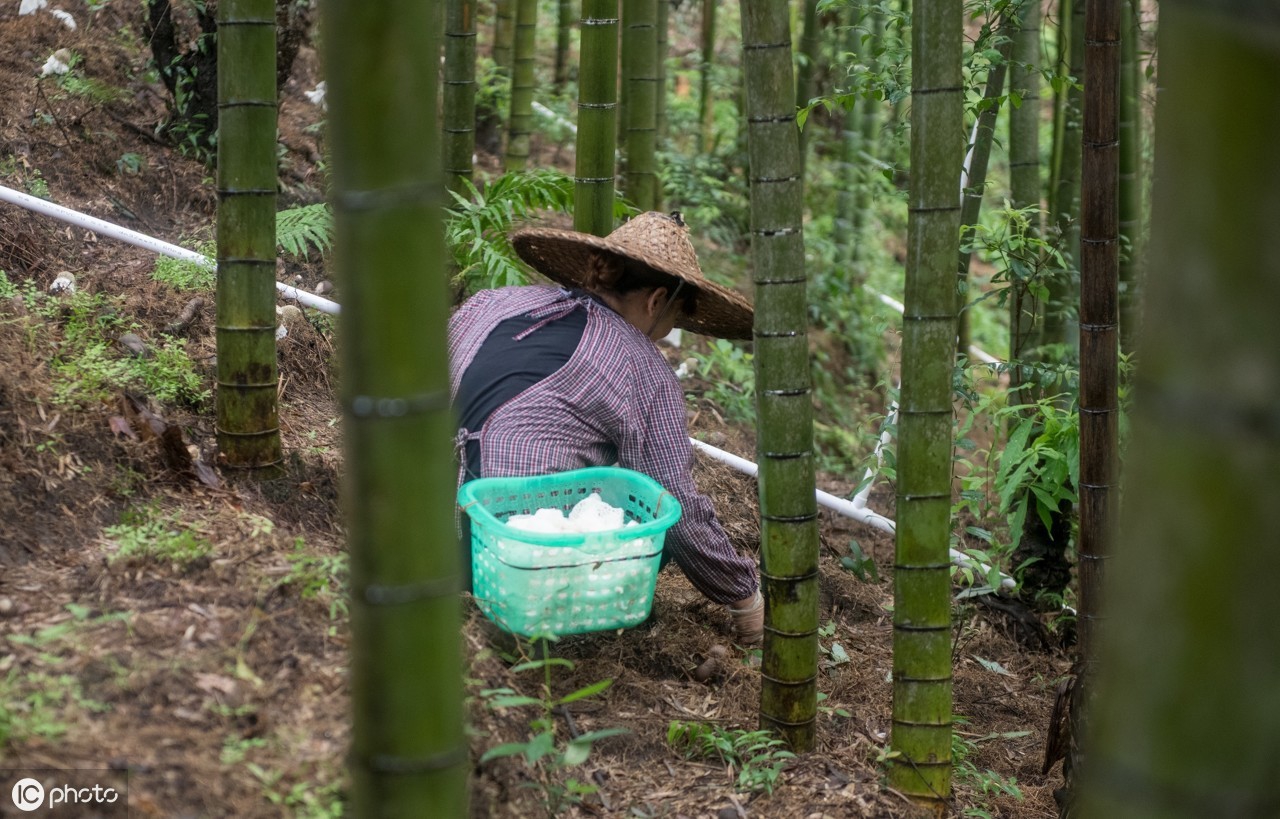 七旬老人种"降落伞",每天只需工作4小时,如今年入10万