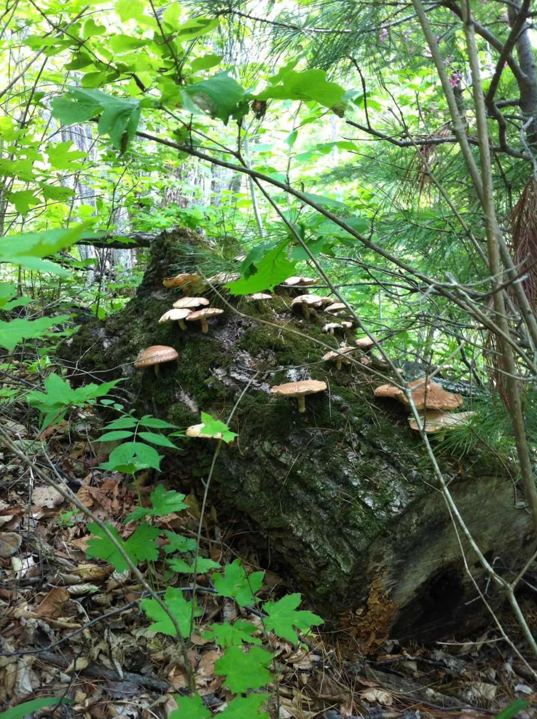 有一种天生一对叫香菇炖鸡