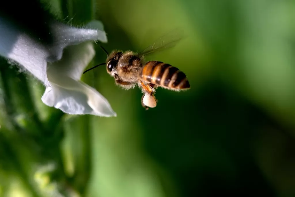 悬剑山下,芝麻花开……_杜鹏程