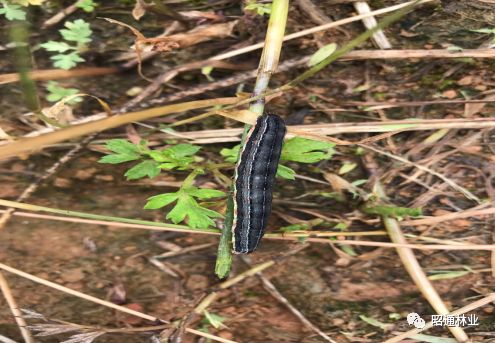 草地粘虫泛滥,永善县林草局积极组织开展防治工作