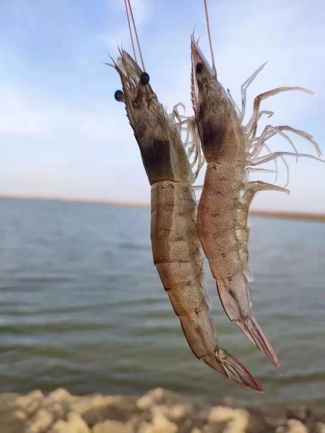 海水大虾肥螃蟹快来快来逮住它