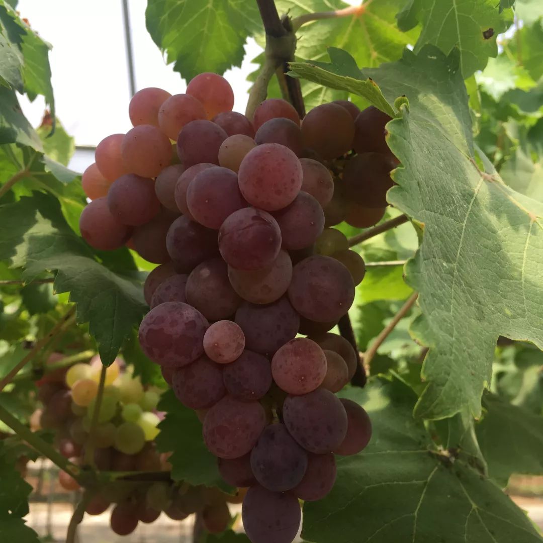 周末快安排上动手又动口甜蜜不输昨天呦