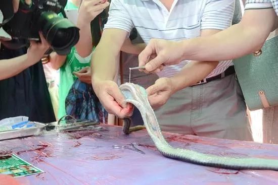 生活丨爱喝蛇酒的桂林人小心了有人泡了三个月还被咬伤