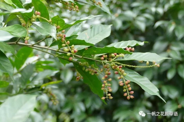 生如夏花情漫华植三