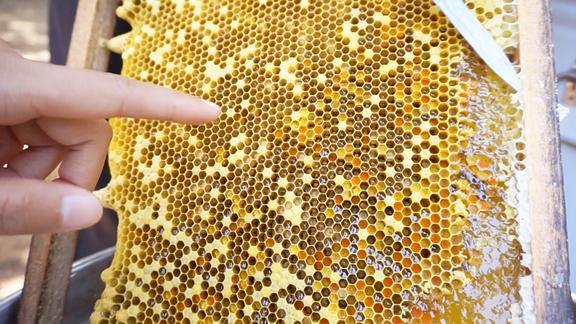 蜜蜂窝上长出尖尖的东西原来大有用处宝妹说长见识了
